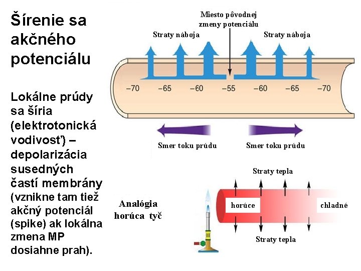 Šírenie sa akčného potenciálu Lokálne prúdy sa šíria (elektrotonická vodivosť) – depolarizácia susedných častí