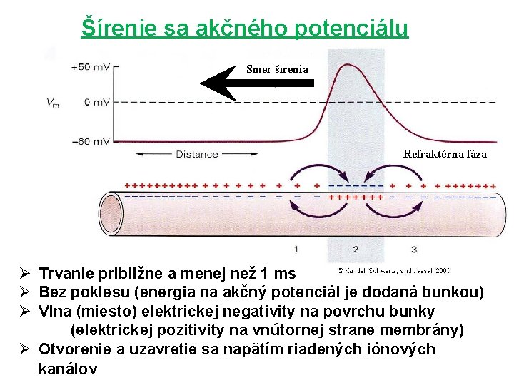 Šírenie sa akčného potenciálu Smer šírenia Refraktérna fáza Ø Trvanie približne a menej než