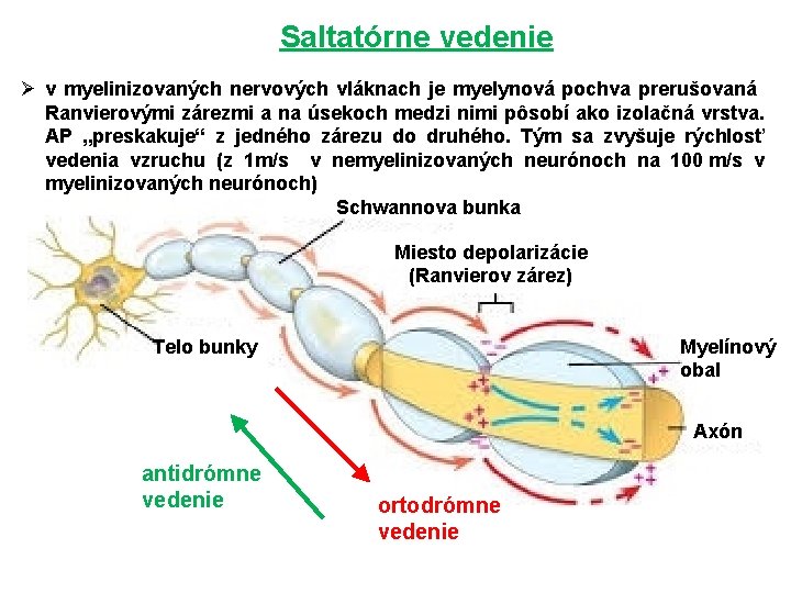 Saltatórne vedenie Ø v myelinizovaných nervových vláknach je myelynová pochva prerušovaná Ranvierovými zárezmi a