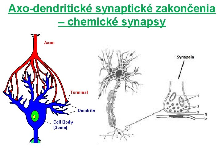 Axo-dendritické synaptické zakončenia – chemické synapsy 