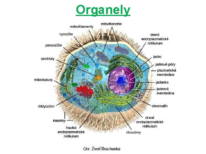 Organely 