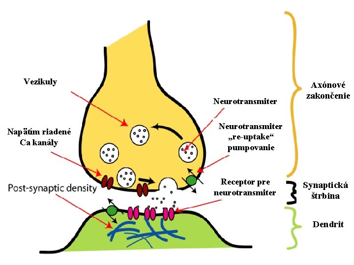 Vezikuly Neurotransmiter Napätím riadené Ca kanály Axónové zakončenie Neurotransmiter „re-uptake“ pumpovanie Receptor pre neurotransmiter