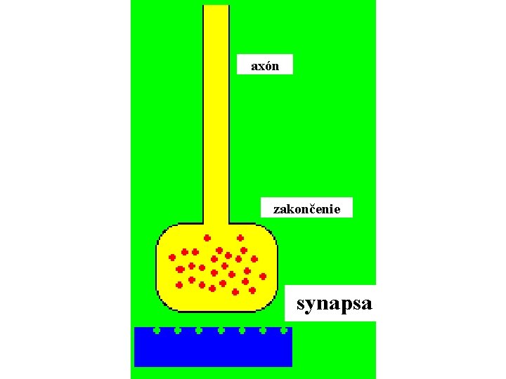 axón zakončenie synapsa 