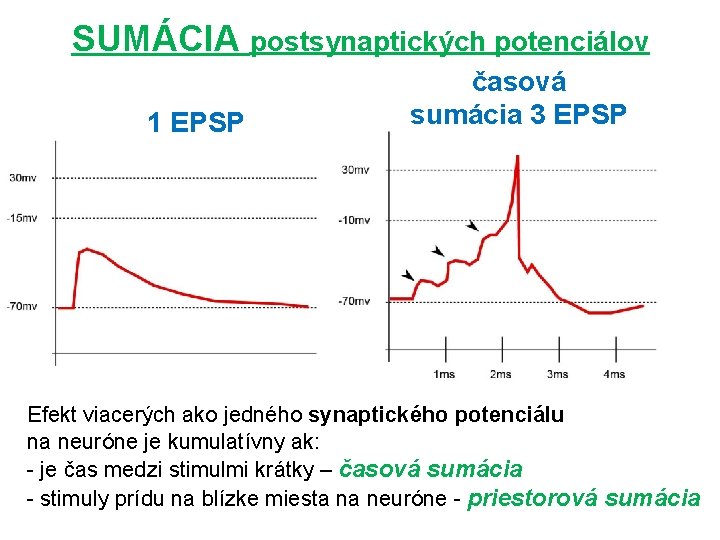 SUMÁCIA postsynaptických potenciálov 1 EPSP časová sumácia 3 EPSP Efekt viacerých ako jedného synaptického