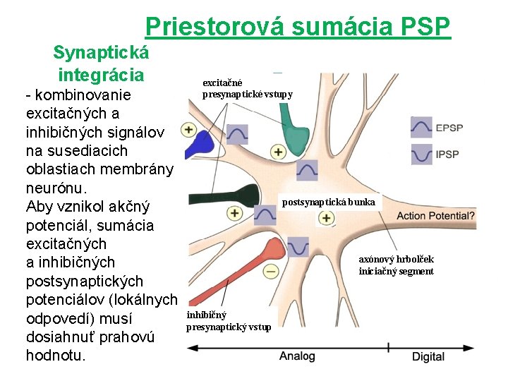 Priestorová sumácia PSP Synaptická integrácia - kombinovanie excitačných a inhibičných signálov na susediacich oblastiach