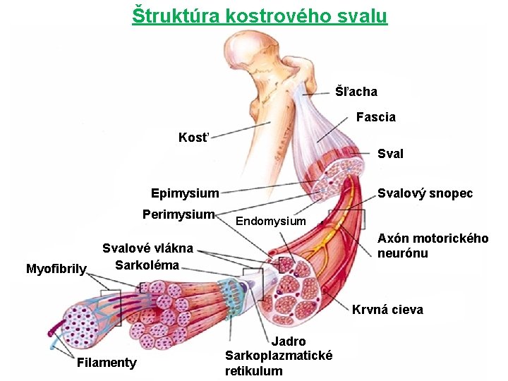 Štruktúra kostrového svalu Šľacha Fascia Kosť Sval Epimysium Perimysium Svalový snopec Endomysium Axón motorického