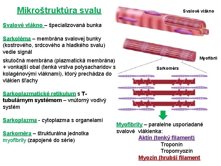 Mikroštruktúra svalu Svalové vlákno – špecializovaná bunka Sarkoléma – membrána svalovej bunky (kostrového, srdcového