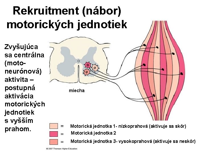 Rekruitment (nábor) motorických jednotiek Zvyšujúca sa centrálna (motoneurónová) aktivita – postupná aktivácia motorických jednotiek