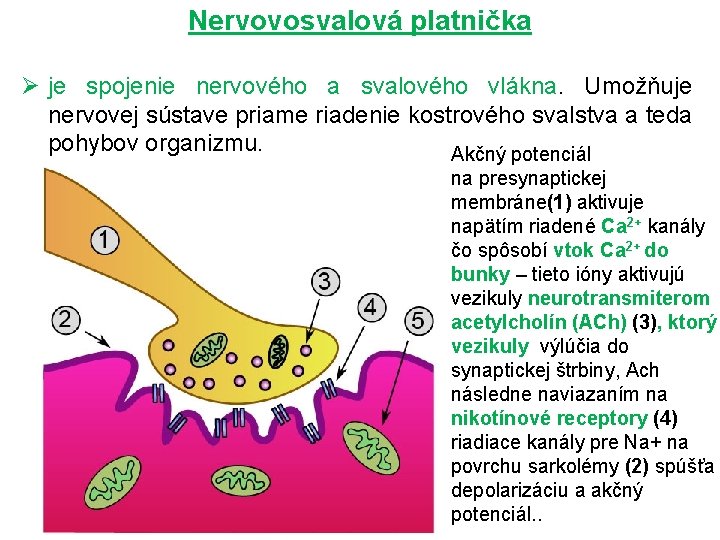 Nervovosvalová platnička Ø je spojenie nervového a svalového vlákna. Umožňuje nervovej sústave priame riadenie