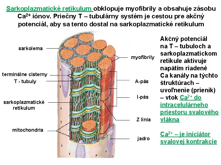 Sarkoplazmatické retikulum obklopuje myofibrily a obsahuje zásobu Ca 2+ iónov. Priečny T – tubulárny