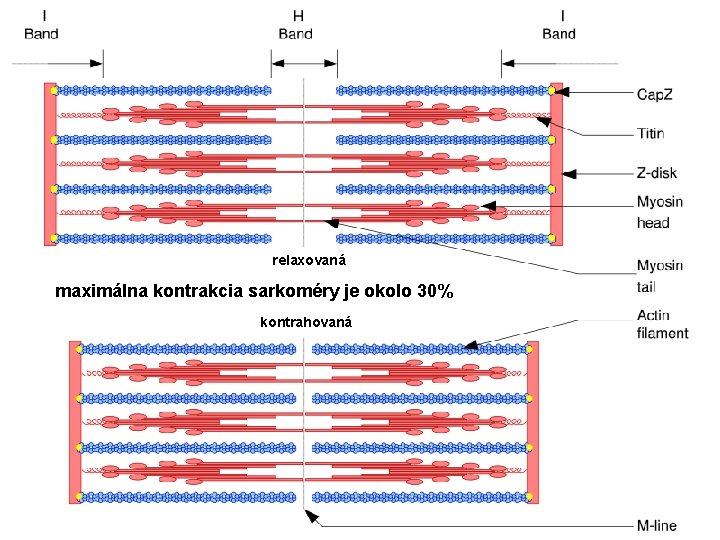 relaxovaná maximálna kontrakcia sarkoméry je okolo 30% kontrahovaná 