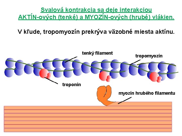 Svalová kontrakcia sa deje interakciou AKTÍN-ových (tenké) a MYOZÍN-ových (hrubé) vlákien. V kľude, tropomyozín