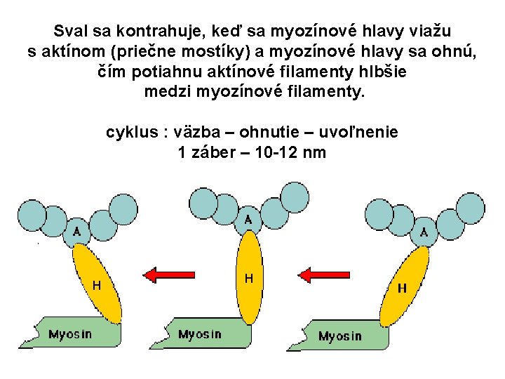 Sval sa kontrahuje, keď sa myozínové hlavy viažu s aktínom (priečne mostíky) a myozínové