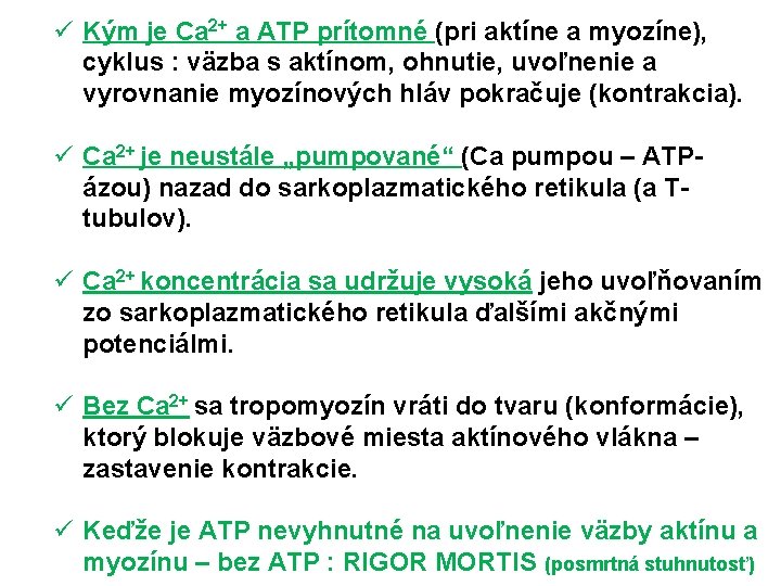 ü Kým je Ca 2+ a ATP prítomné (pri aktíne a myozíne), cyklus :