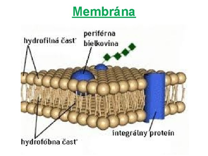 Membrána 