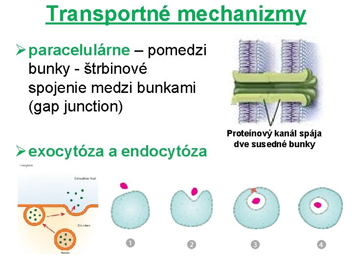 Transportné mechanizmy Ø paracelulárne – pomedzi bunky - štrbinové spojenie medzi bunkami (gap junction)