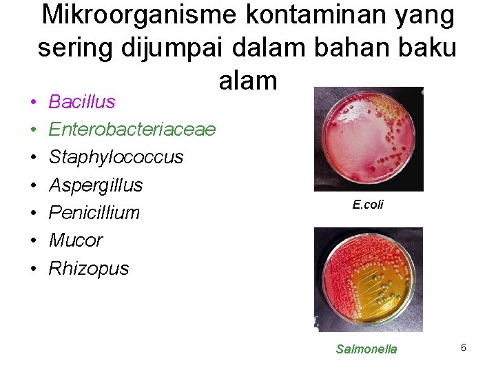  • • Mikroorganisme kontaminan yang sering dijumpai dalam bahan baku alam Bacillus Enterobacteriaceae