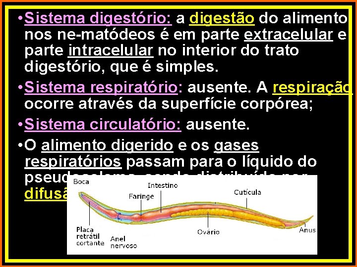  • Sistema digestório: a digestão do alimento nos ne-matódeos é em parte extracelular