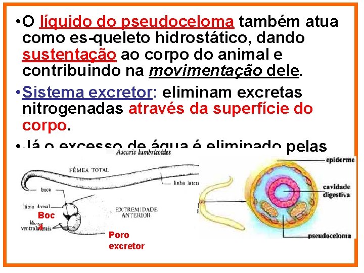  • O líquido do pseudoceloma também atua como es-queleto hidrostático, dando sustentação ao