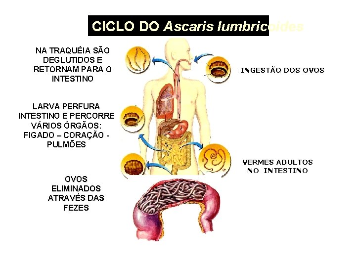 CICLO DO Ascaris lumbricoides NA TRAQUÉIA SÃO DEGLUTIDOS E RETORNAM PARA O INTESTINO INGESTÃO