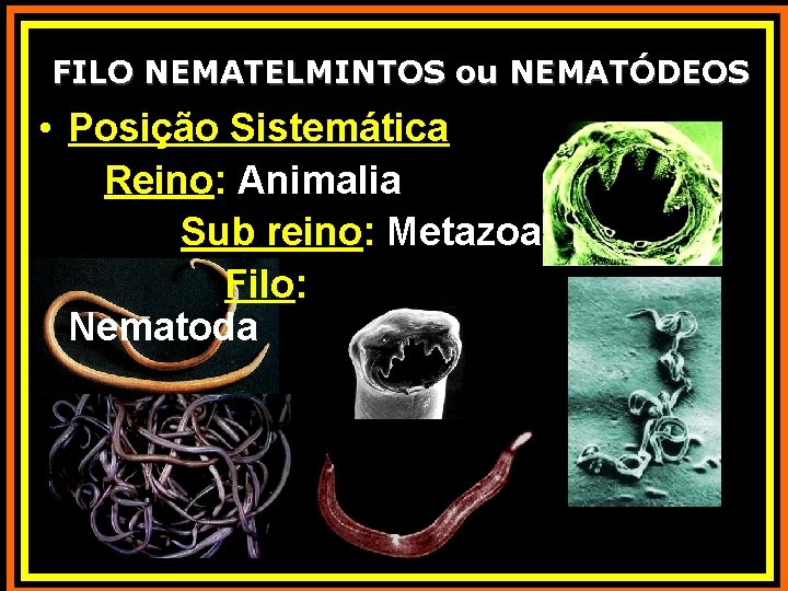 FILO NEMATELMINTOS ou NEMATÓDEOS • Posição Sistemática Reino: Animalia Sub reino: Metazoa Filo: Nematoda