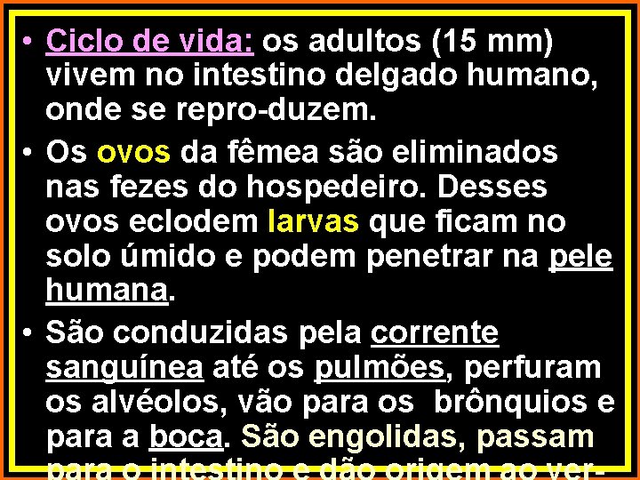  • Ciclo de vida: os adultos (15 mm) vivem no intestino delgado humano,