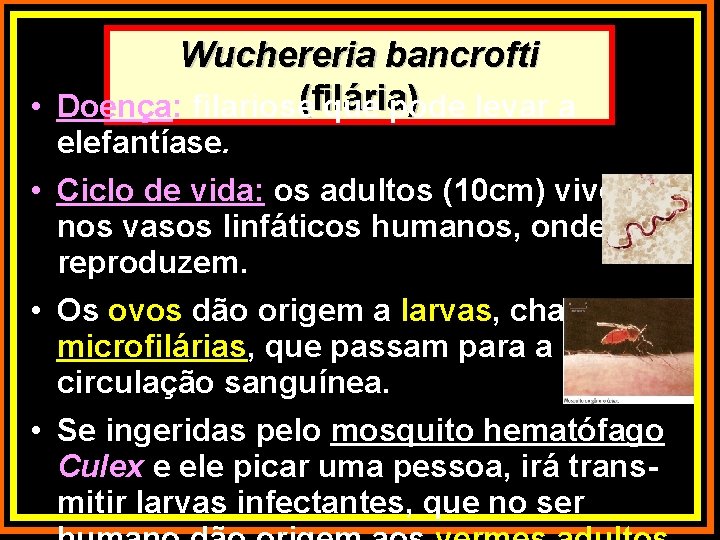 Wuchereria bancrofti (filária) • Doença: filariose que pode levar a elefantíase. • Ciclo de