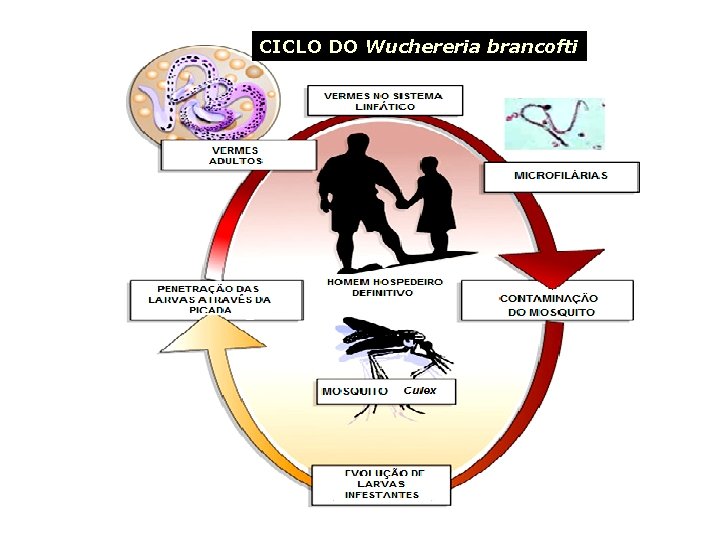 CICLO DO Wuchereria brancofti 