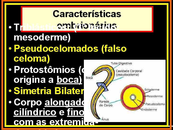 Características embrionárias • Triblásticos: (3º tecido: mesoderme) • Pseudocelomados (falso celoma) • Protostômios (o