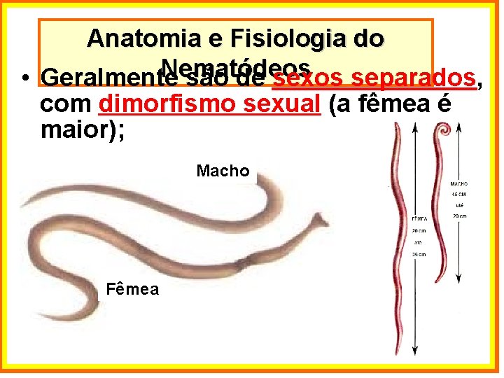 Anatomia e Fisiologia do Nematódeos • Geralmente são de sexos separados, com dimorfismo sexual