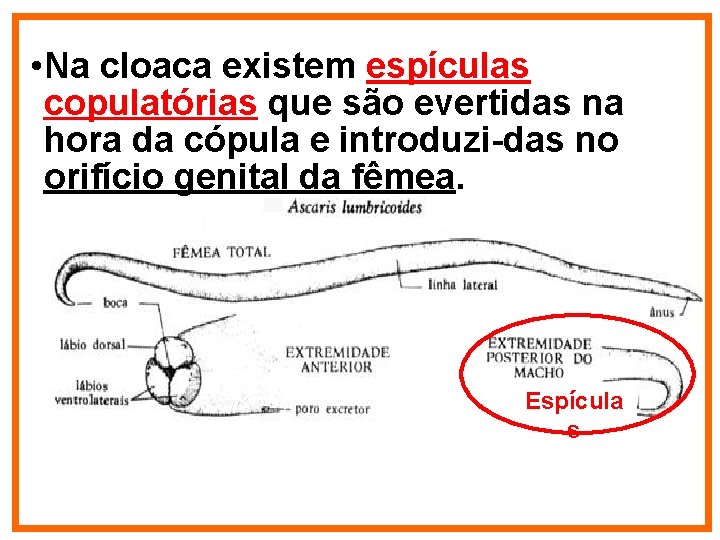  • Na cloaca existem espículas copulatórias que são evertidas na hora da cópula