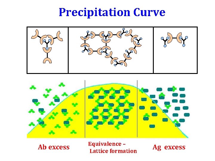 Precipitation Curve Ab excess Equivalence – Lattice formation Ag excess Precipitation Curve Ab excess Equivalence – Lattice formation Ag excess