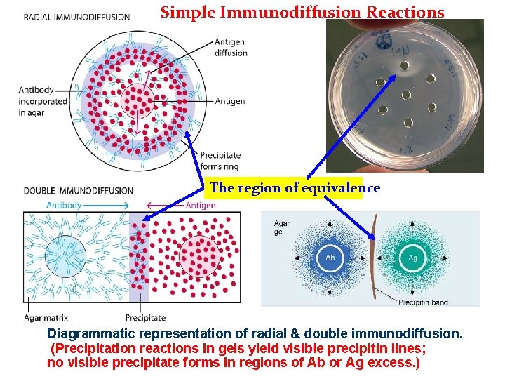 Simple Immunodiffusion Reactions The region of equivalence Diagrammatic representation of radial & double immunodiffusion. Simple Immunodiffusion Reactions The region of equivalence Diagrammatic representation of radial & double immunodiffusion.