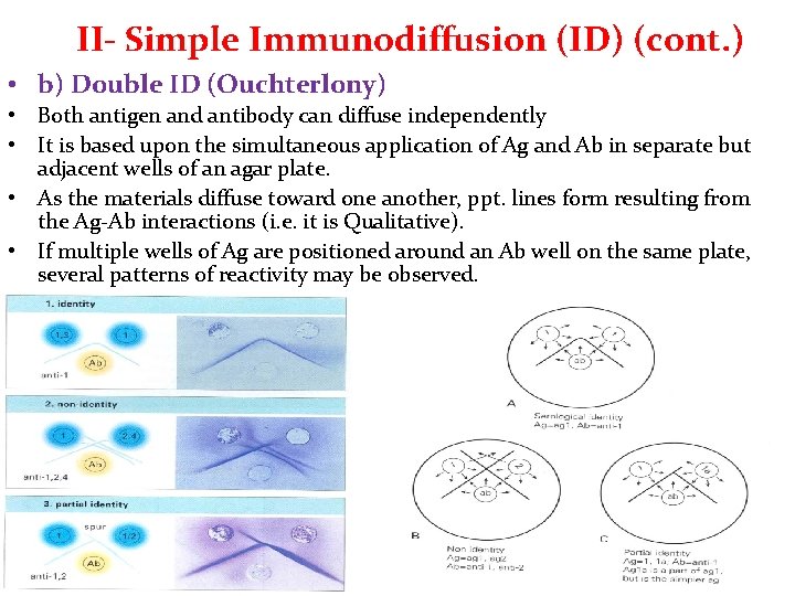 II- Simple Immunodiffusion (ID) (cont. ) • b) Double ID (Ouchterlony) • Both antigen II- Simple Immunodiffusion (ID) (cont. ) • b) Double ID (Ouchterlony) • Both antigen