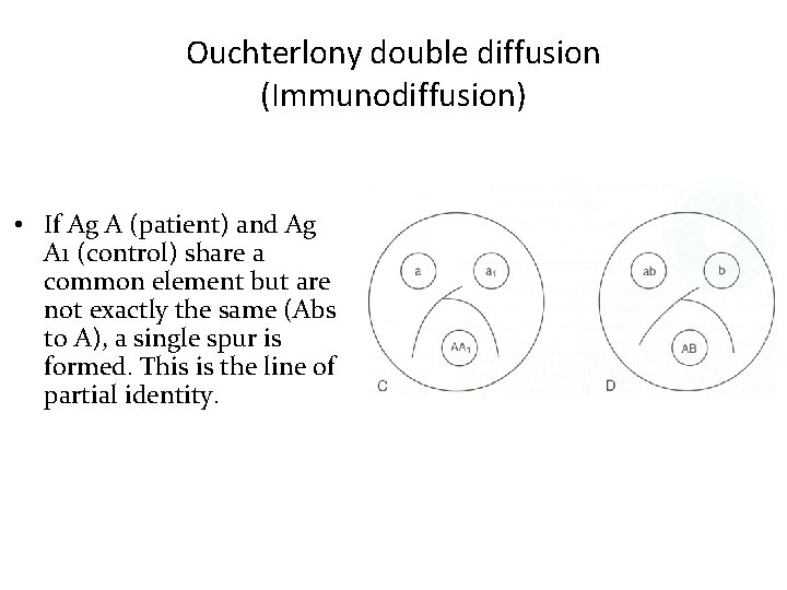 Ouchterlony double diffusion (Immunodiffusion) • If Ag A (patient) and Ag A 1 (control) Ouchterlony double diffusion (Immunodiffusion) • If Ag A (patient) and Ag A 1 (control)