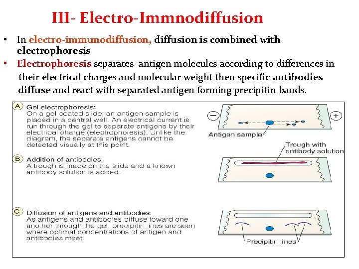 III- Electro-Immnodiffusion • In electro-immunodiffusion, diffusion is combined with electrophoresis • Electrophoresis separates antigen III- Electro-Immnodiffusion • In electro-immunodiffusion, diffusion is combined with electrophoresis • Electrophoresis separates antigen