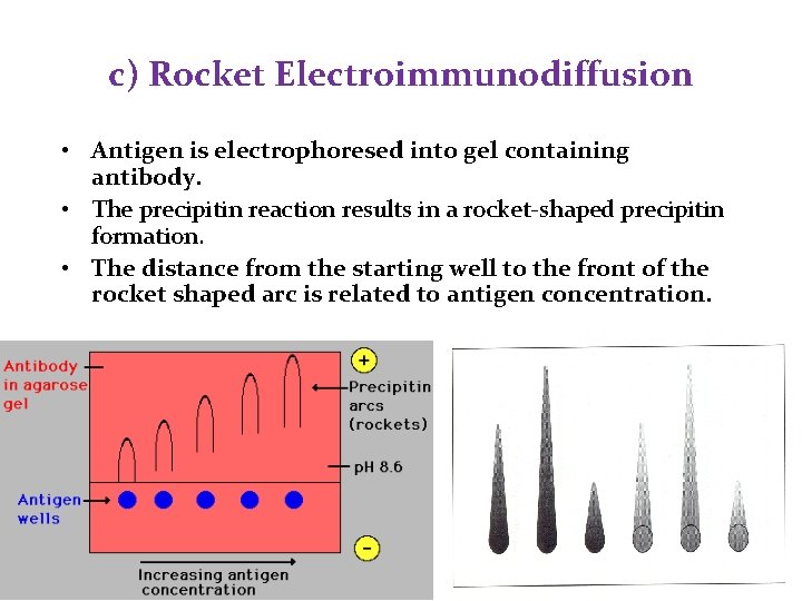 c) Rocket Electroimmunodiffusion • Antigen is electrophoresed into gel containing antibody. • The precipitin c) Rocket Electroimmunodiffusion • Antigen is electrophoresed into gel containing antibody. • The precipitin