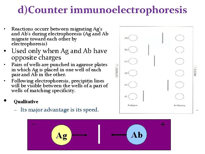 d)Counter immunoelectrophoresis • Reactions occurr between migrating Ag’s and Ab’s during electrophoresis (Ag and d)Counter immunoelectrophoresis • Reactions occurr between migrating Ag’s and Ab’s during electrophoresis (Ag and