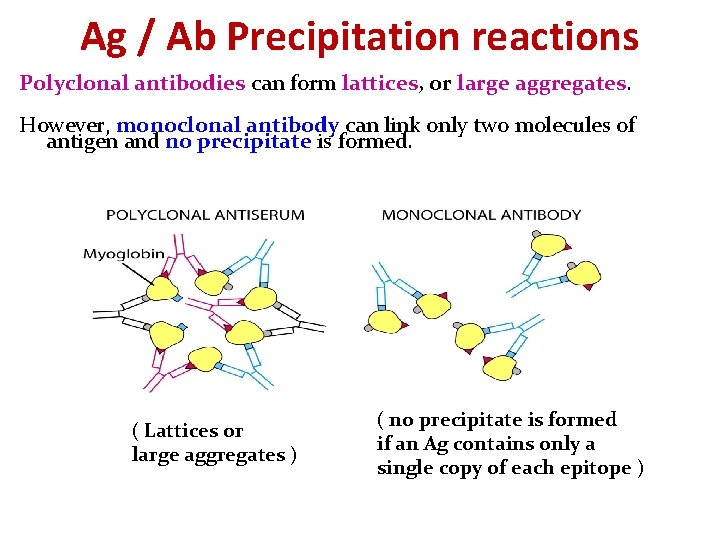 Ag / Ab Precipitation reactions Polyclonal antibodies can form lattices, or large aggregates. However, Ag / Ab Precipitation reactions Polyclonal antibodies can form lattices, or large aggregates. However,