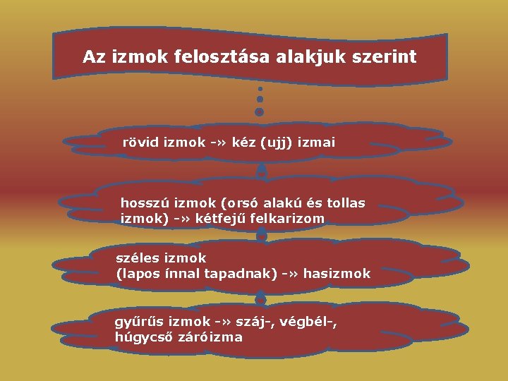 Az izmok felosztása alakjuk szerint rövid izmok -» kéz (ujj) izmai hosszú izmok (orsó