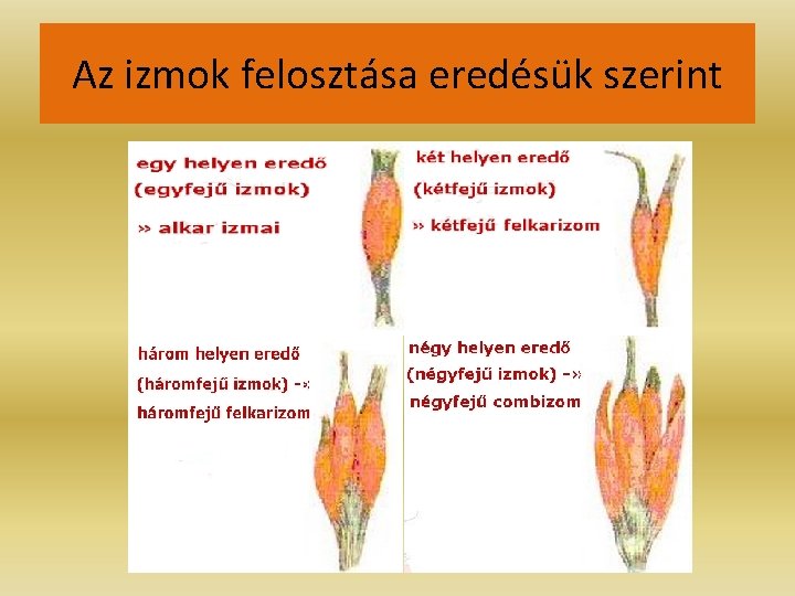 Az izmok felosztása eredésük szerint Az izmok felosztása eredésük szerint