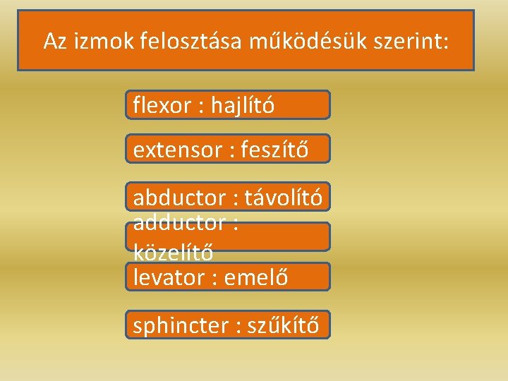 Az izmok felosztása működésük szerint: flexor : hajlító extensor : feszítő abductor : távolító