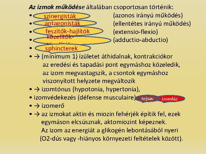 Az izmok működése általában csoportosan történik: • (azonos irányú működés) szinergisták antagonisták • (ellentétes