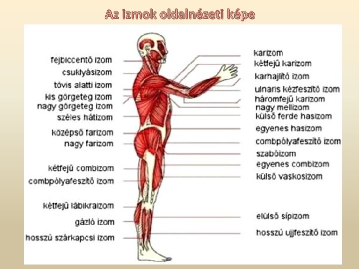 Az izmok oldalnézeti képe 