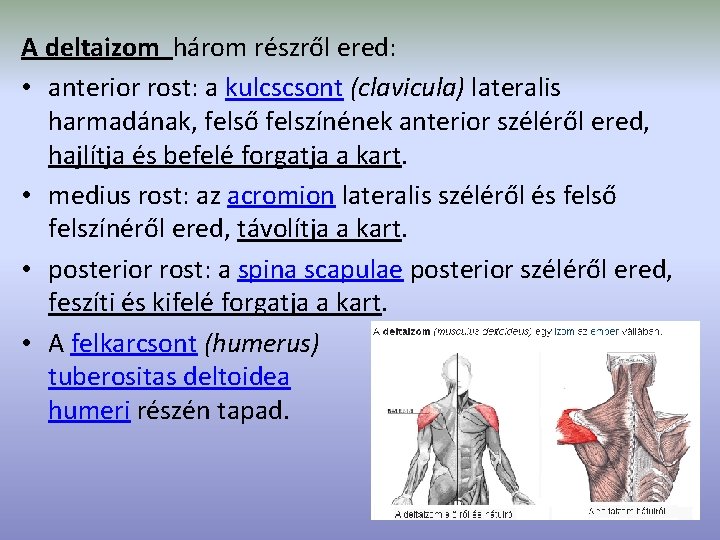 A deltaizom három részről ered: • anterior rost: a kulcscsont (clavicula) lateralis harmadának, felső