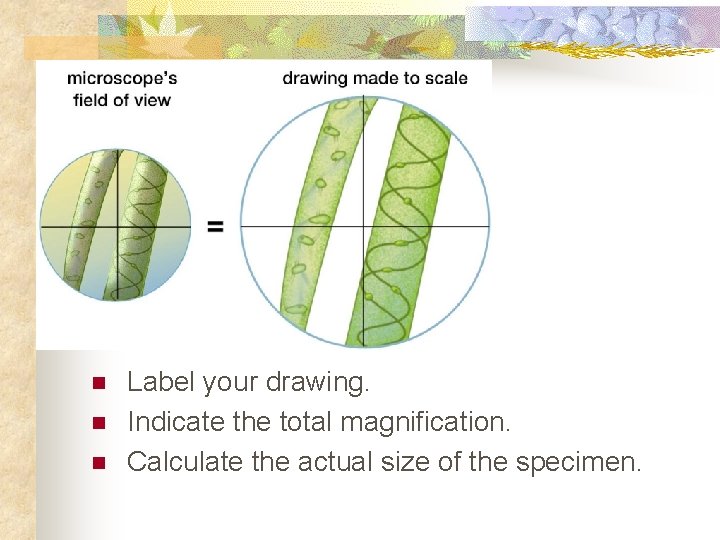 n n n Label your drawing. Indicate the total magnification. Calculate the actual size