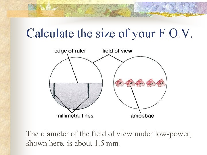 Calculate the size of your F. O. V. The diameter of the field of