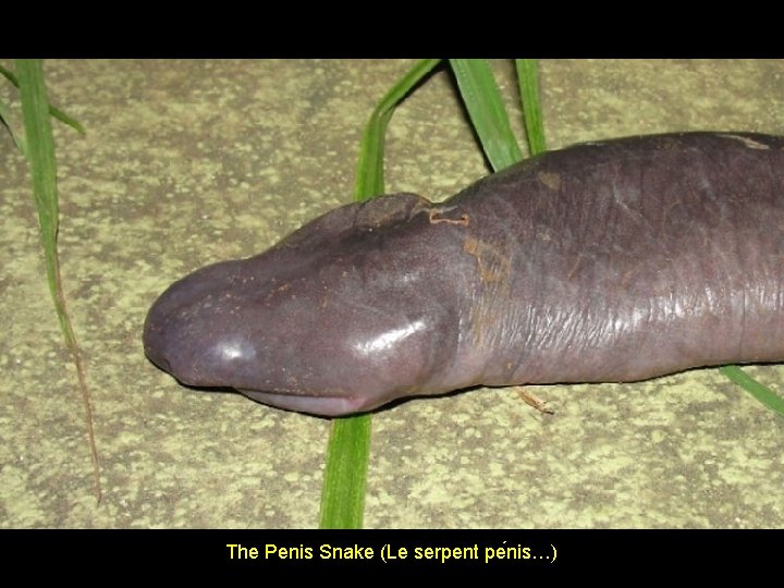 The Penis Snake (Le serpent pe nis…) 