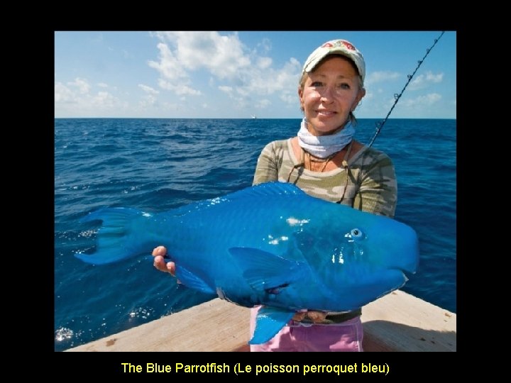 The Blue Parrotfish (Le poisson perroquet bleu) 