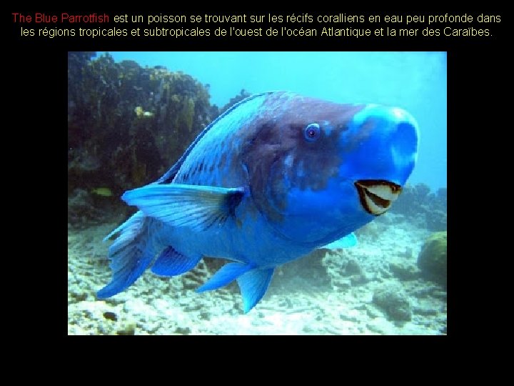 The Blue Parrotfish est un poisson se trouvant sur les récifs coralliens en eau